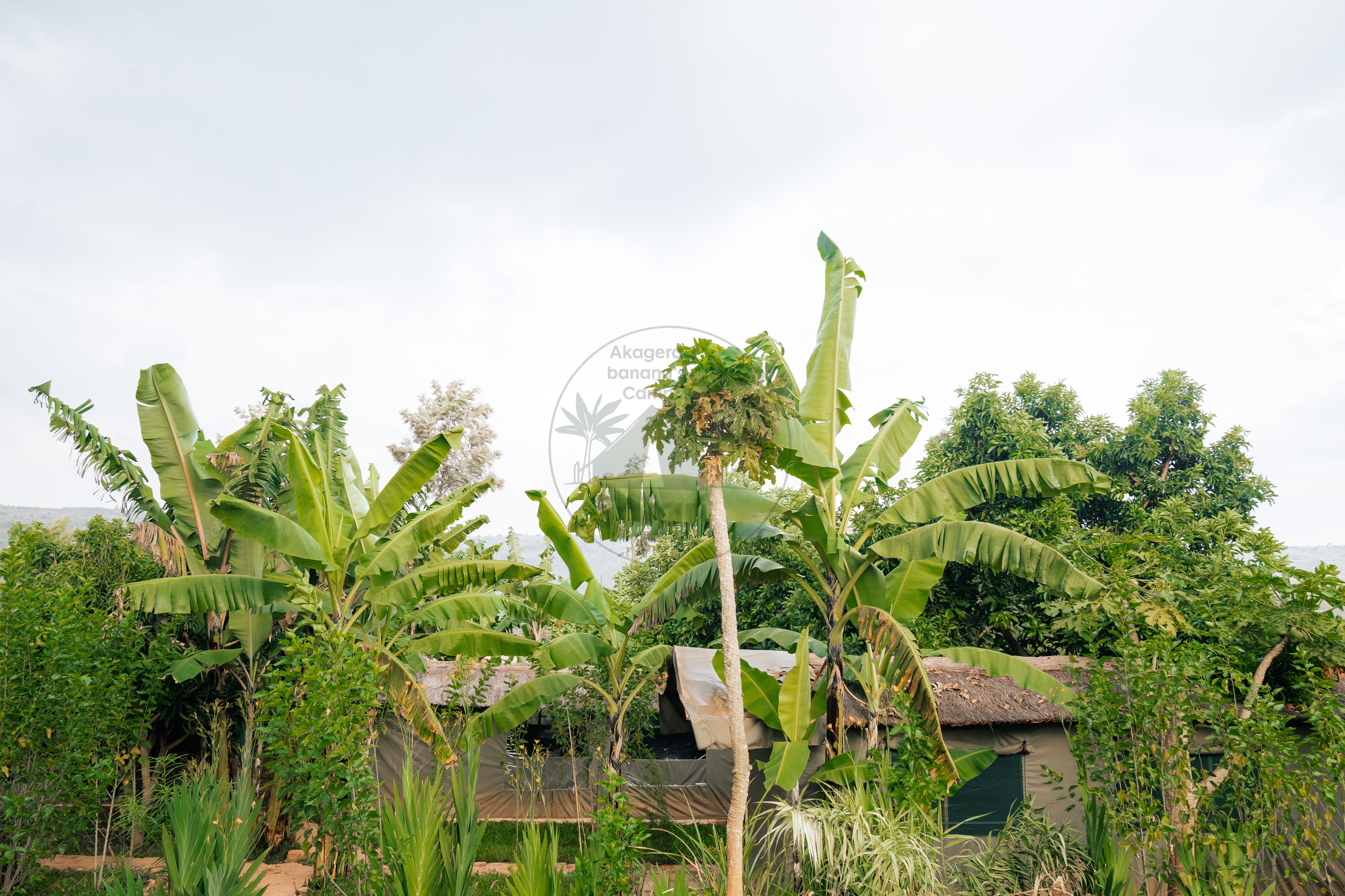 Welcome to Akagera Banana Lodge