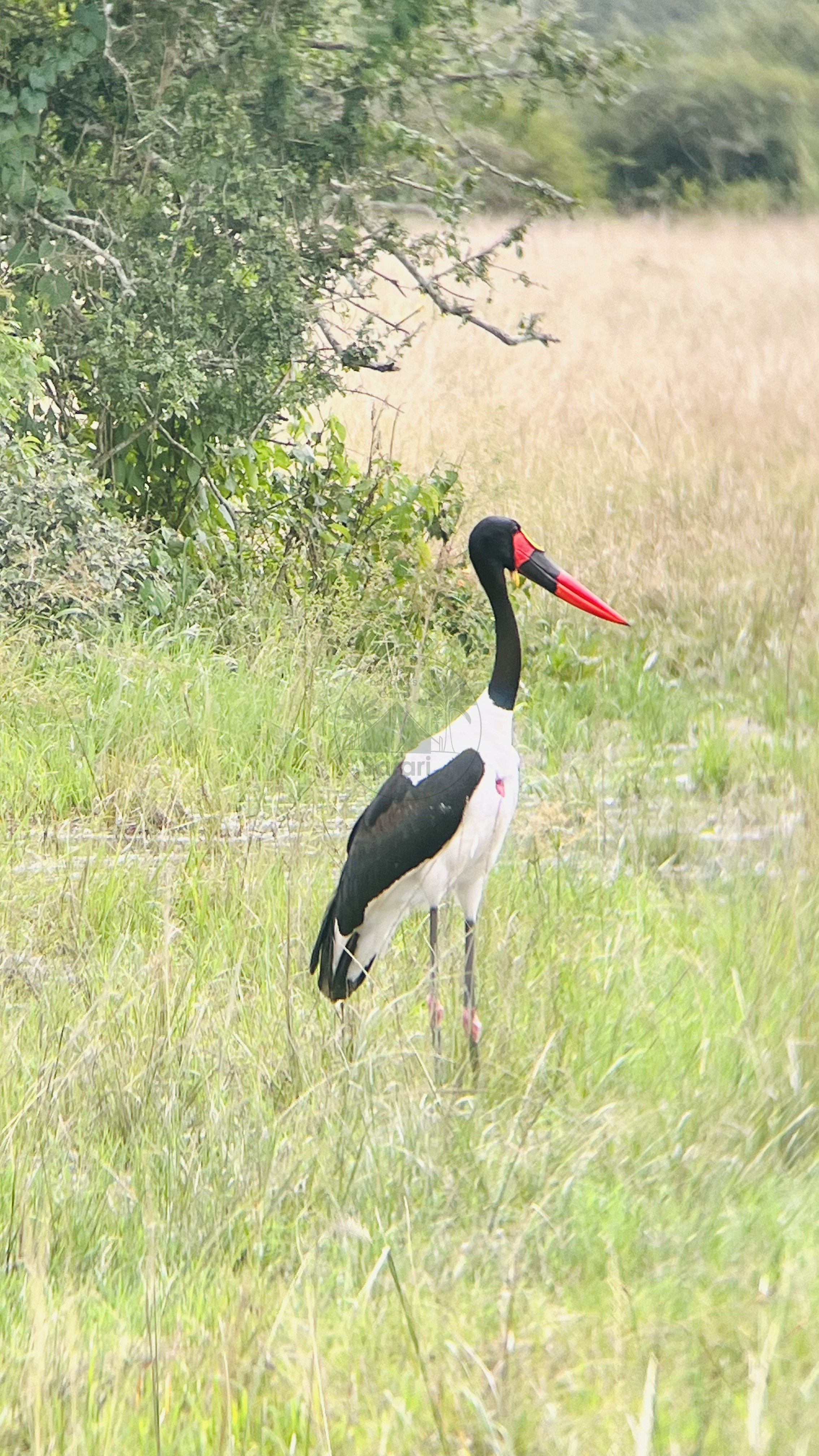 Birding
