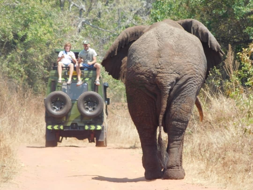 Game Drives
