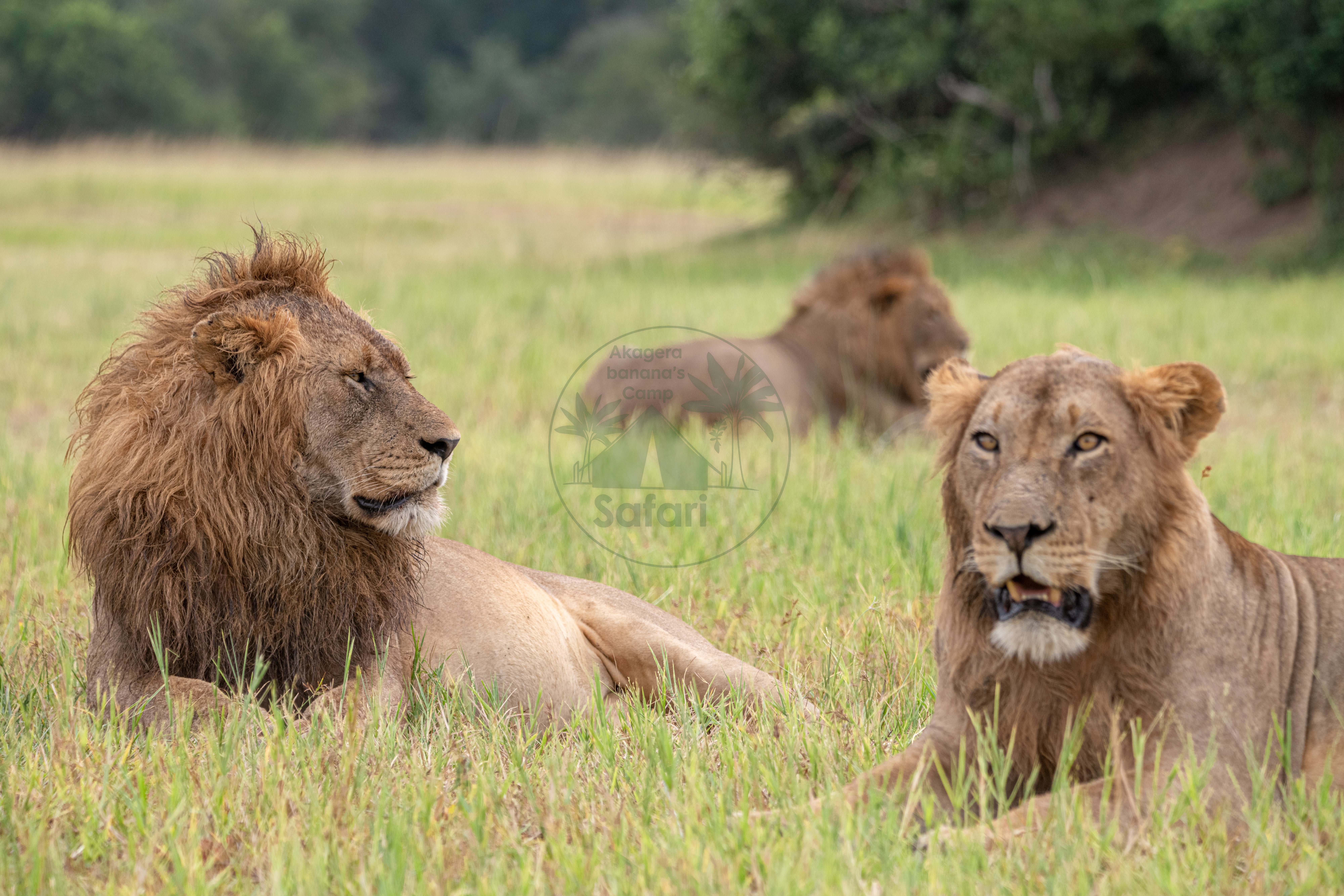 1-Day Akagera Safari